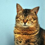 What Are the Safe Essential Oils For Cats?