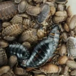 Dubia Cockroach colonies for sale *Bargain Prices*