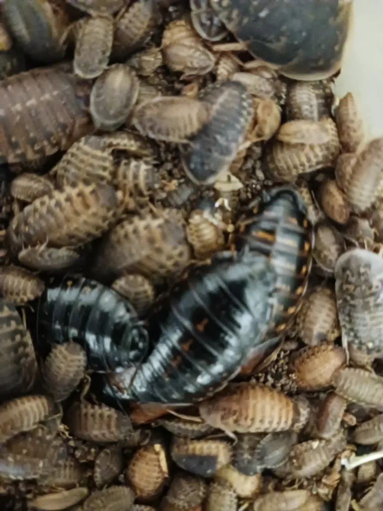 Dubia Cockroach colonies for sale *Bargain Prices*