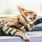 Cat Dermatitis: Treatment at Home