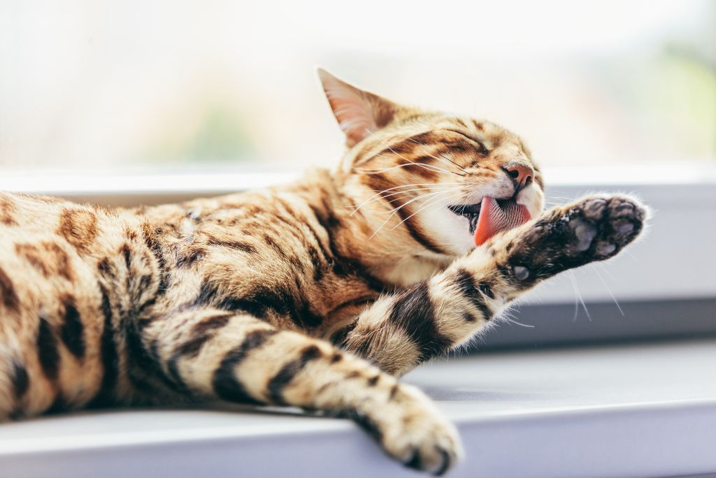 Cat Dermatitis: Treatment at Home