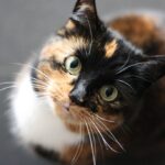 Which Vaccines Do Cats Need?