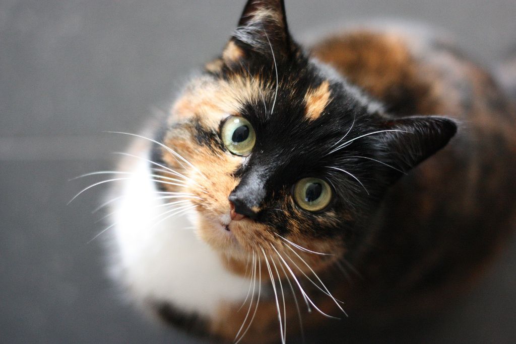 Which Vaccines Do Cats Need?