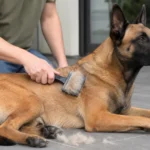 Do Belgian Malinois Shed? Grooming Guide
