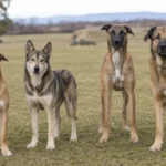 Belgian Malinois Mix: 13 Crosses and Who They Fit