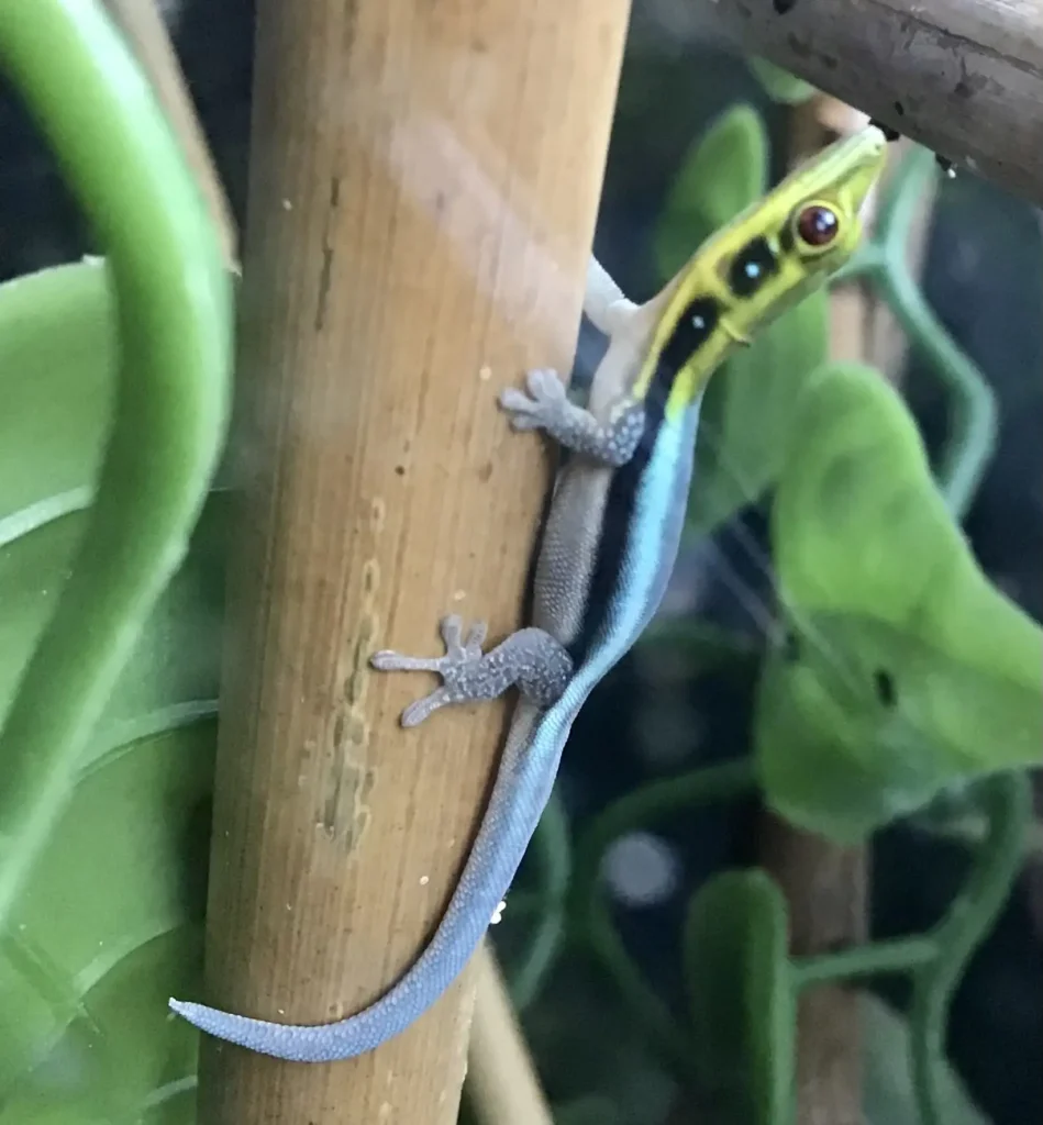 Neon Day Geckos – Phelsuma klemmeri