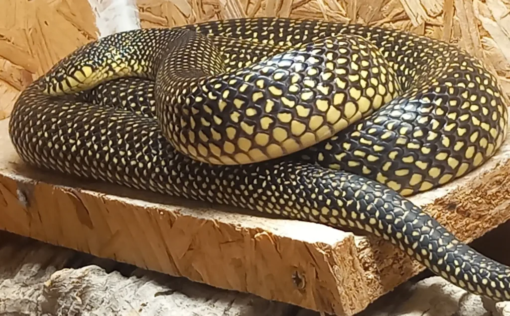 Adult pair of Harris County Lemon Speckled Kingsnakes