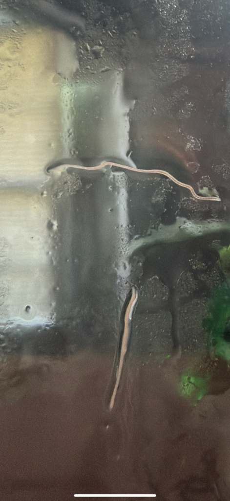 What kind of worms are these?