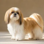 Shih Tzu Colors: Common Coats, Rare Shades, and Changes