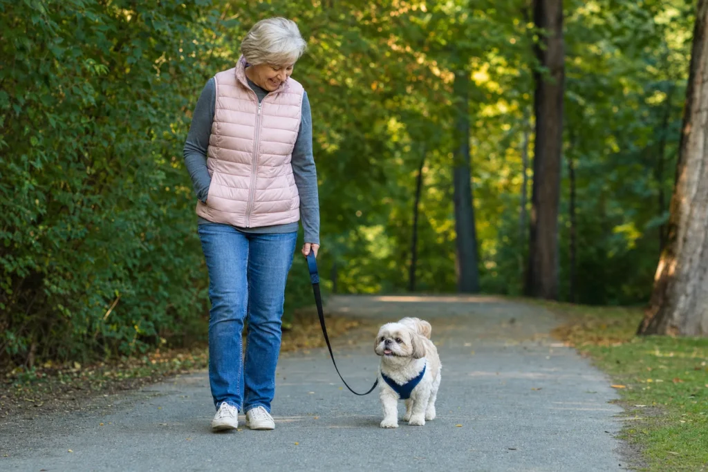 Shih Tzu Lifespan: How Long They Live and Senior Care