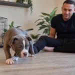 American Bully Puppies: Care, Training, and Buyer Guide