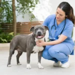 Micro American Bully: Size, Health, and Welfare Facts
