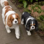 Cavalier vs King Charles Spaniel: Key Differences