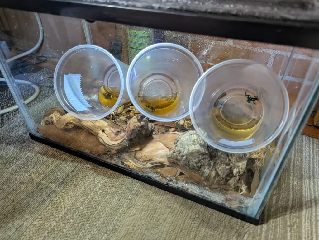 Grow out / morph out tank