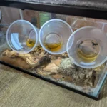 Grow out / morph out tank