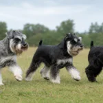 Miniature Schnauzer Colors & Coat Patterns