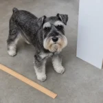 Miniature Schnauzer Size & Weight Guide