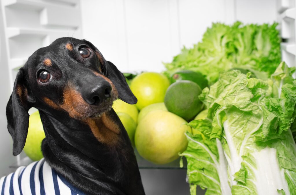 Weekly Vet Report: Can pets spread Cyclospora? Plus, the link between gait and canine cognition