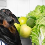 Weekly Vet Report: Can pets spread Cyclospora? Plus, the link between gait and canine cognition