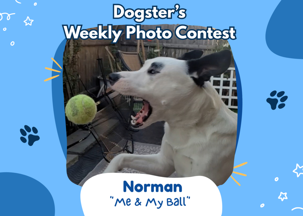 Dogster’s Weekly Photo Contest Winners: The Head Tilt (July 6, 2026) — Dogster
