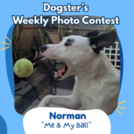 Dogster’s Weekly Photo Contest Winners: The Head Tilt (July 6, 2026) — Dogster