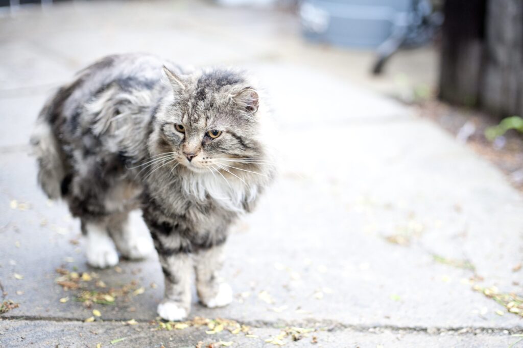MEOW Foundation’s TNR Program: The First of Its Kind in Calgary 