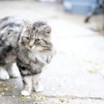 MEOW Foundation’s TNR Program: The First of Its Kind in Calgary
