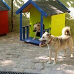 Against the Odds, Ukraine’s Animals Are Getting a Second Chance
