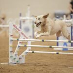 Winners of the 2026 AKC Agility Team Challenge – American Kennel Club