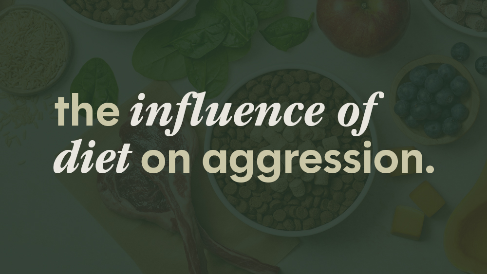 Aggressive Dogs: The Protein Problem