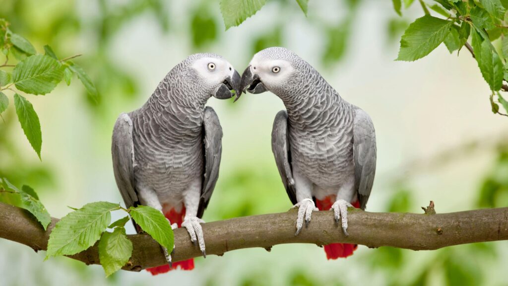 20 best pet birds for beginners