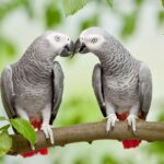 20 best pet birds for beginners