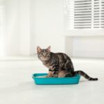 Home Remedies for Cat Constipation