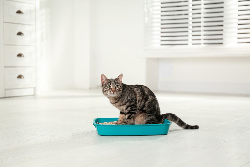 Home Remedies for Cat Constipation