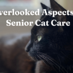 3 Overlooked Aspects of Senior Cat Care