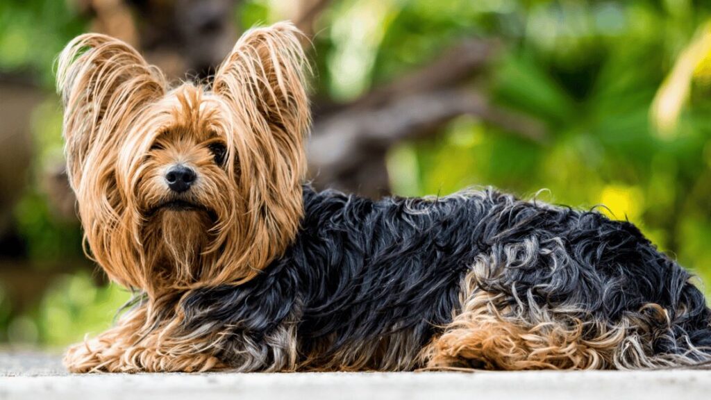 Did You Know Dogs Have Three Hidden Senses?