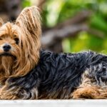 Did You Know Dogs Have Three Hidden Senses?