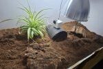 Please help. Russian Tortoise not spending time under basking and UVB lamp.
