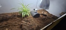 Please help. Russian Tortoise not spending time under basking and UVB lamp.