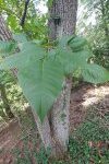 Is this poison ivy?
