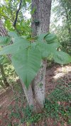 Is this poison ivy?