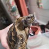 Swollen Eye – Vet Closed Until Monday