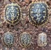 My New Pancake Tortoises!!! | Tortoise Forum
