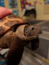Tortoise beak length | Tortoise Forum