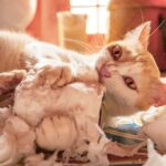 Pica in cats: A vet’s guide to symptoms, causes and treatment