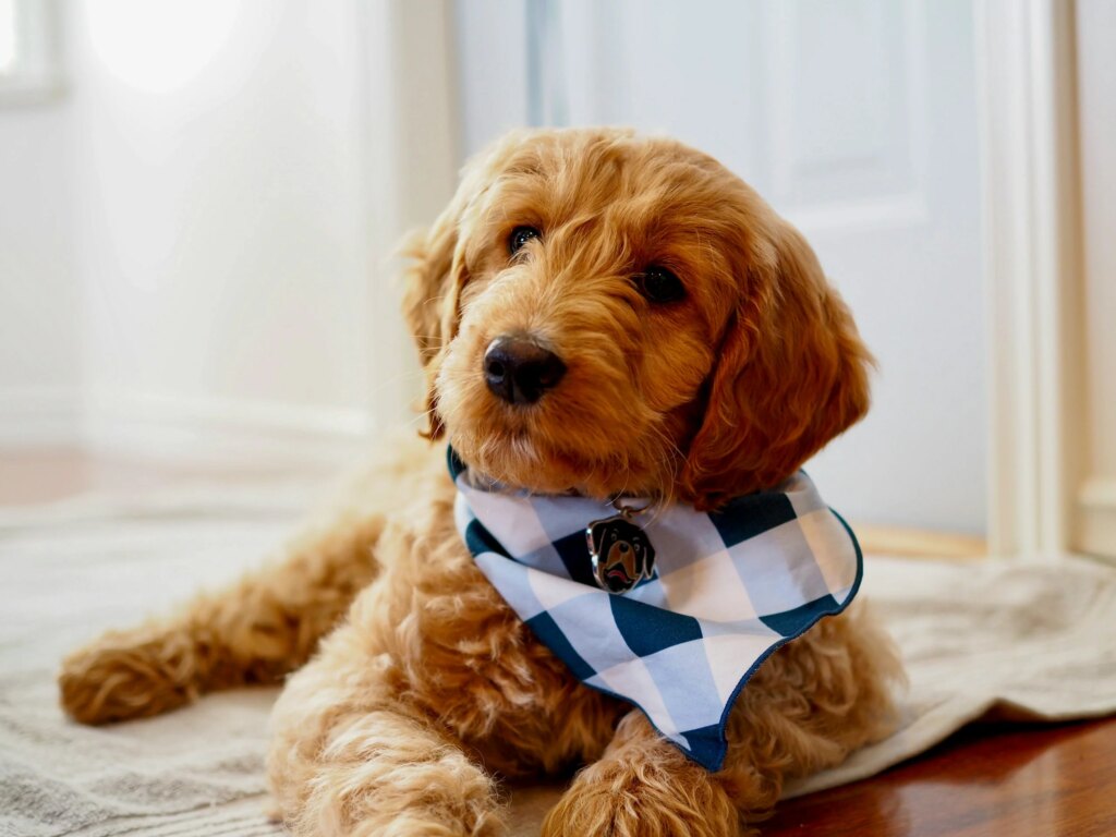 Mini Goldendoodle Health Issues: 10 Problems Owners Should Know About