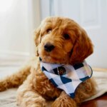 Mini Goldendoodle Health Issues: 10 Problems Owners Should Know About