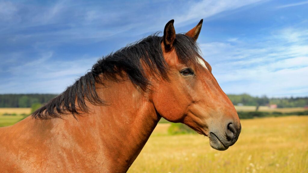 Bluffer’s guide to horse colors