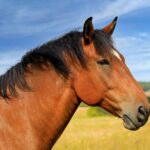 Bluffer’s guide to horse colors