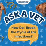 Ask Dr. Paola – Help! How Do I Break the Cycle of Ear Infections? (July 13, 2026) — Dogster